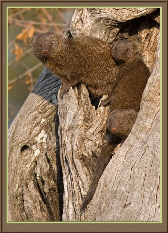 Mongoose (5039)