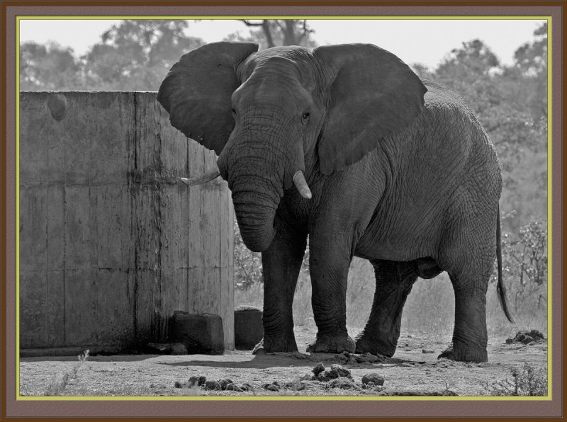 Elephant At Dam [B&W version]  (5154)