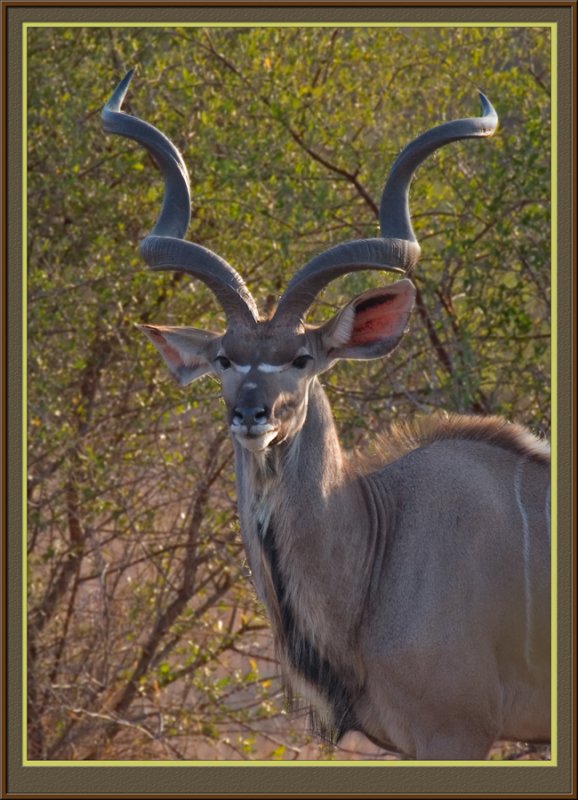Kudu Bull (5534)