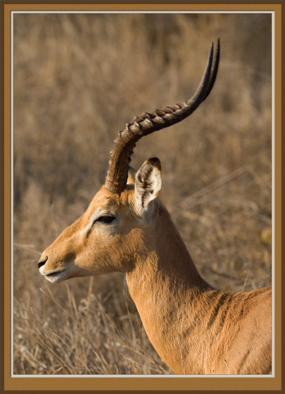 Impala Ram (5539)
