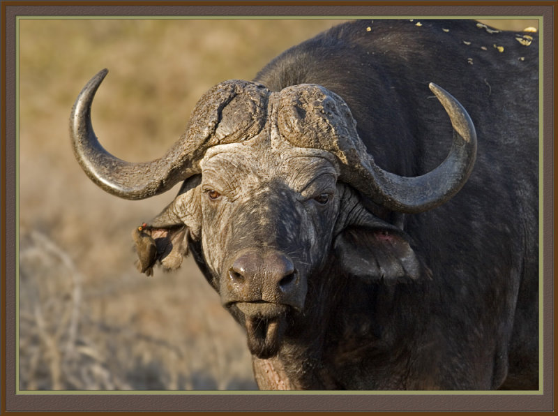 Buffalo (5551)