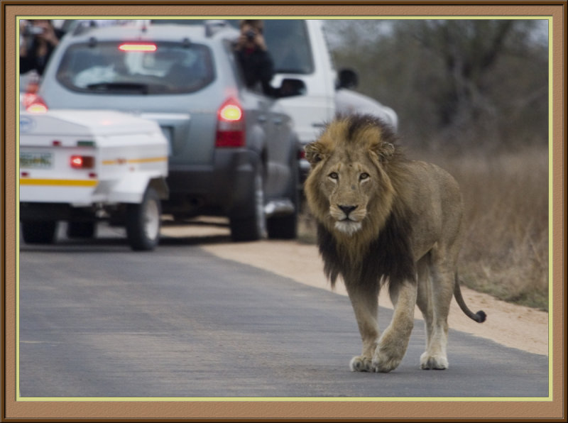 Lion (5562)