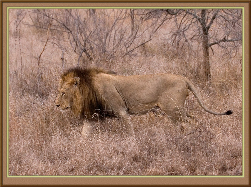 Lion (5579)
