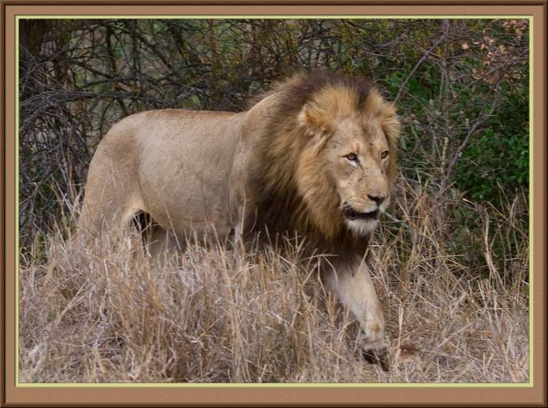 Lion (5798)