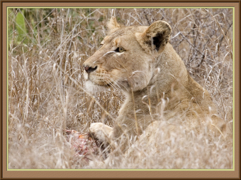 Lioness (5817)