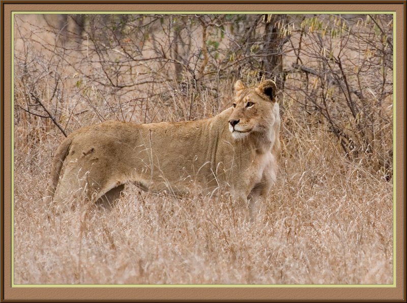 Lioness (5859)