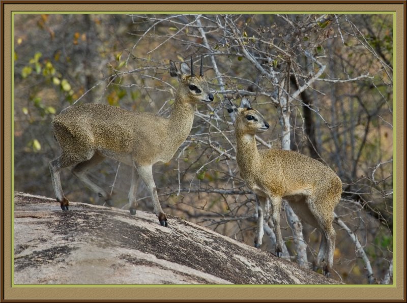 Klipspringer (5933)
