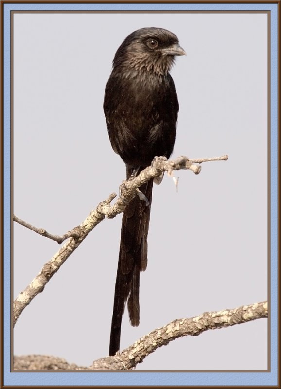 Magpie shrike (5096)