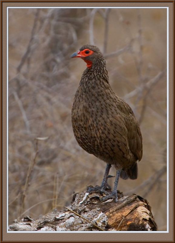 Swainsons Francolin (5750)