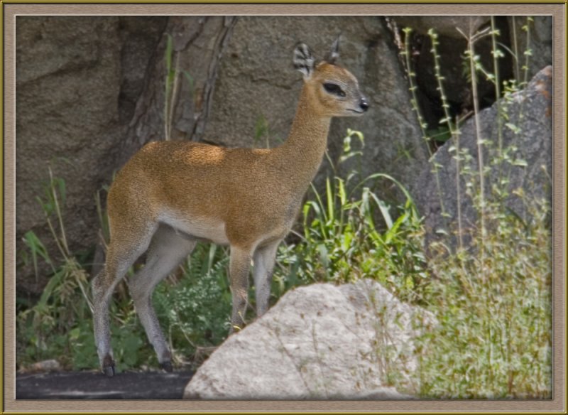 6271 Klipspringer