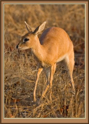 Steenbok (5030)