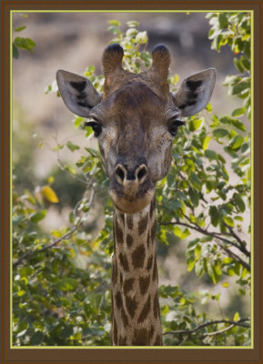 Giraffe  (5187)
