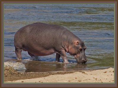 Hippo (5342)