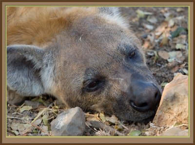 Hyena Cub (5370)