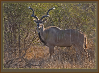 Kudu Bull (5531)