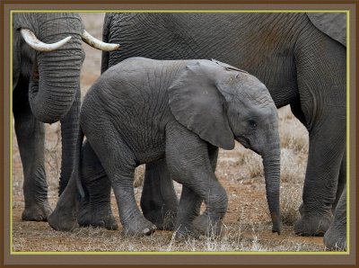 Baby Elephant (5701)