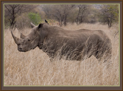 Rhino (5739)