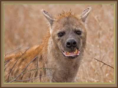 Mean Looking Hyena (5850)