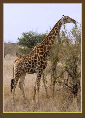 Giraffe (5943)