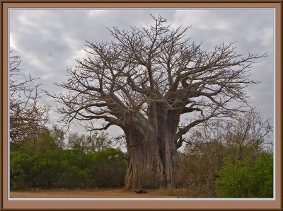 Baobab Tree (5870)
