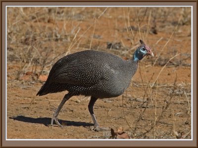 Helmeted Guinea Fowl  (4882)