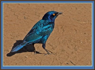 Greater Blue-eared  Starling (4907)