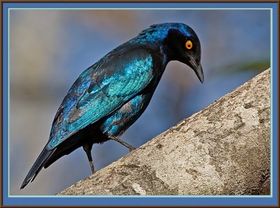 Greater Blue-eared Starling (5516)