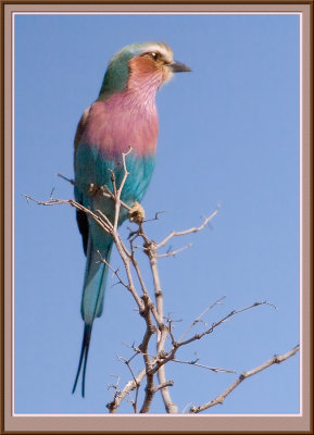 Lilac Breasted Roller (4863)