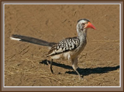 Red Billed Hornbill (4909)