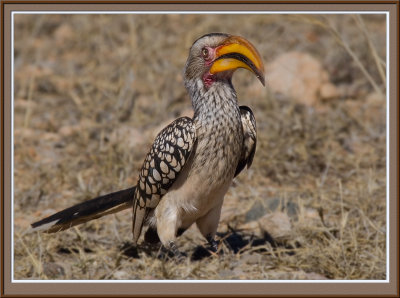 Southern Yellow Billed Hornbill (4929)