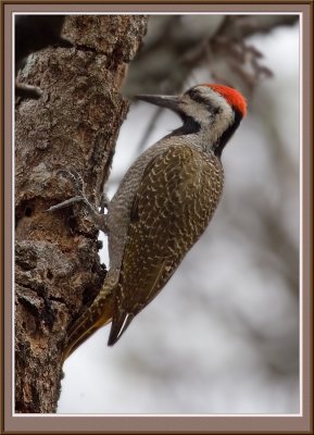 Woodpecker (5681)