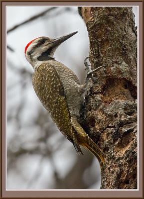 Woodpecker (5683)
