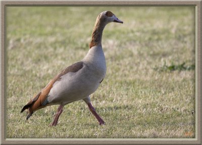 Egyptian Goose (3940)