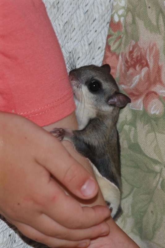 Sandy the Flying Squirrel