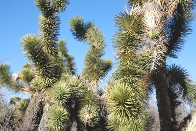 Joshua trees