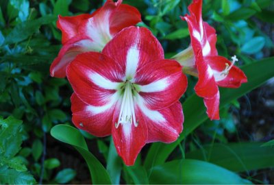 Mother's Day flowers