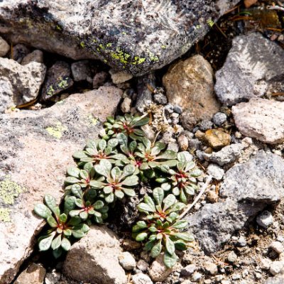 Alpine survivor