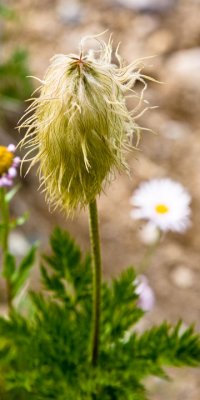 Schmoo Flower