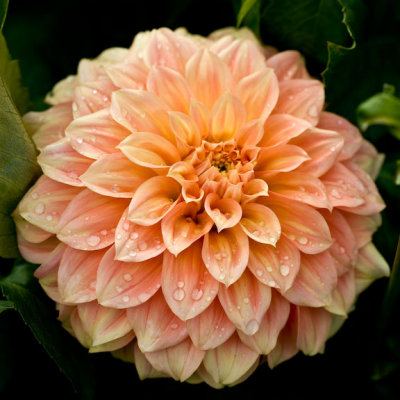 Dahlia-4264