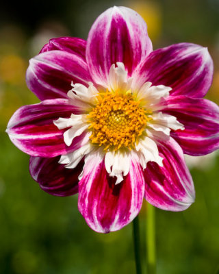 Dahlia-4281