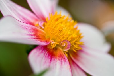 Dahlia-4286