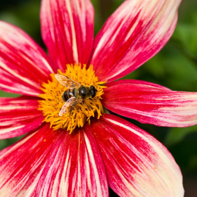Dahlia-4289