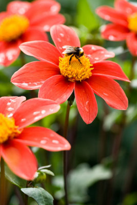 Dahlia-4291