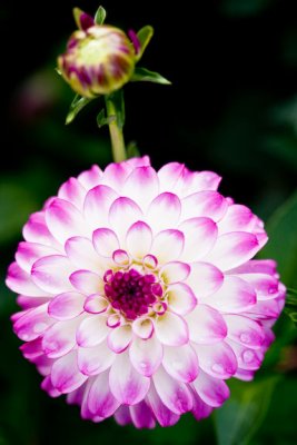 Dahlia-4297
