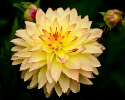 Dahlia-4305