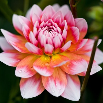 Dahlia-4307