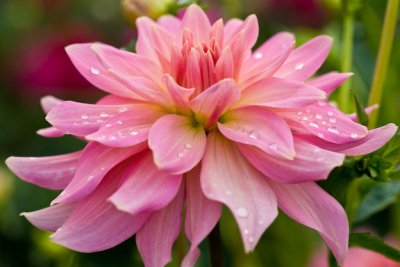 Dahlia-4312