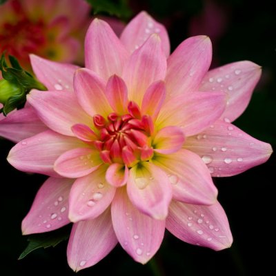 Dahlia-4313