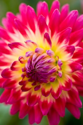 Dahlia-4314