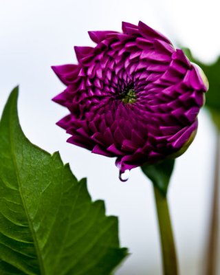 Dahlia-4317